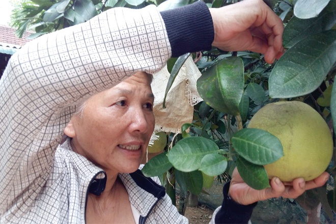 Phuc Trach grapefruit season